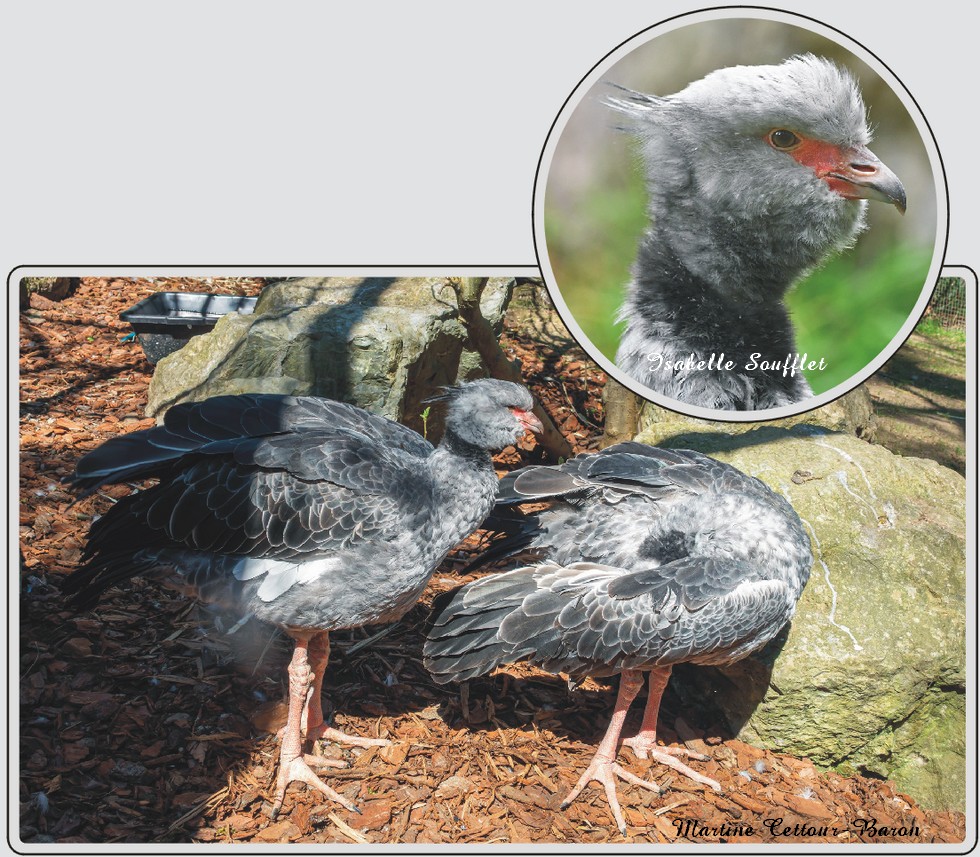 Kamichi à collier, petit oiseau coloré, zoo de Maubeuge