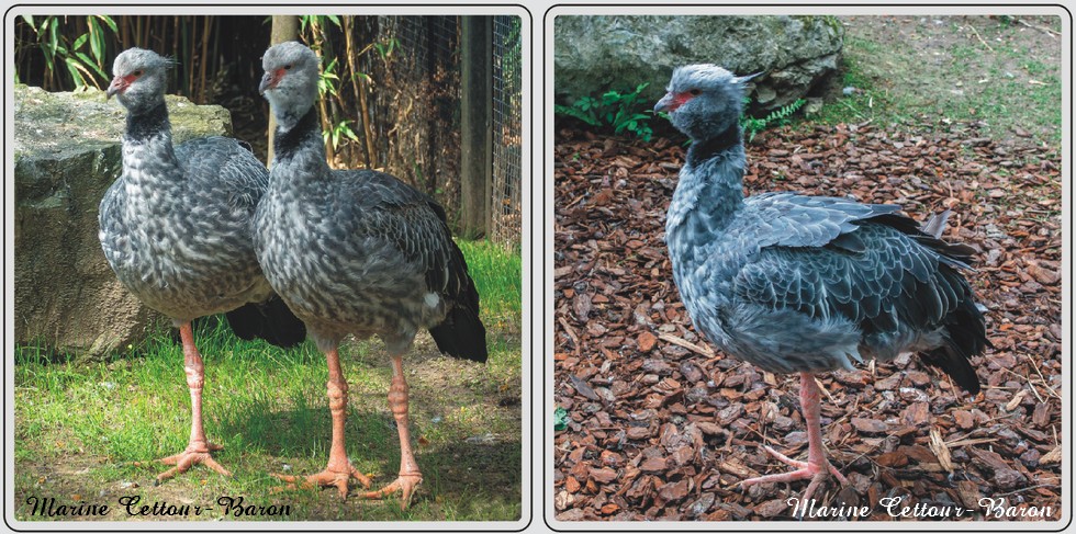 Kamichi à collier, zoo de Maubeuge.