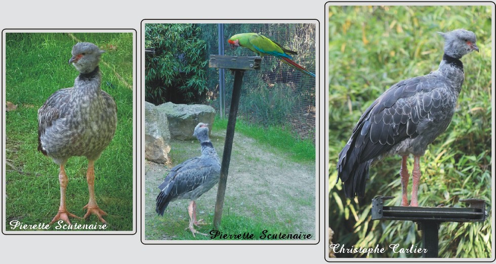 Kamichi à collier, zoo de Maubeuge.