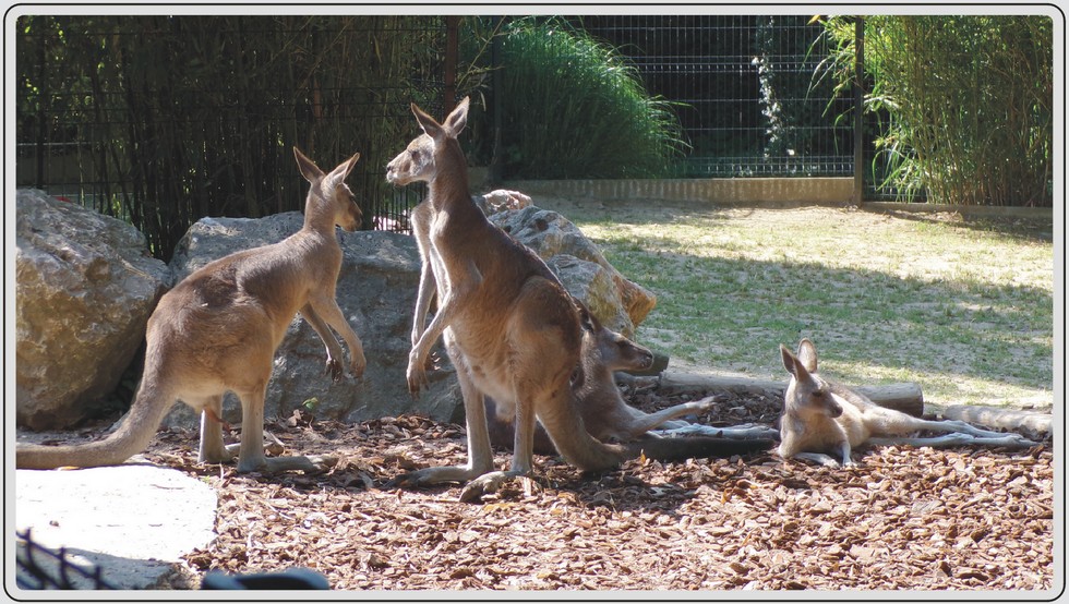 Grand kangourou, marsupial bondissant d'Australie, zoo de Maubeuge