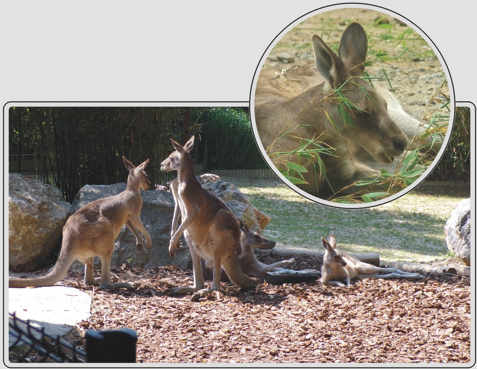 Kangourou, zoo de Maubeuge