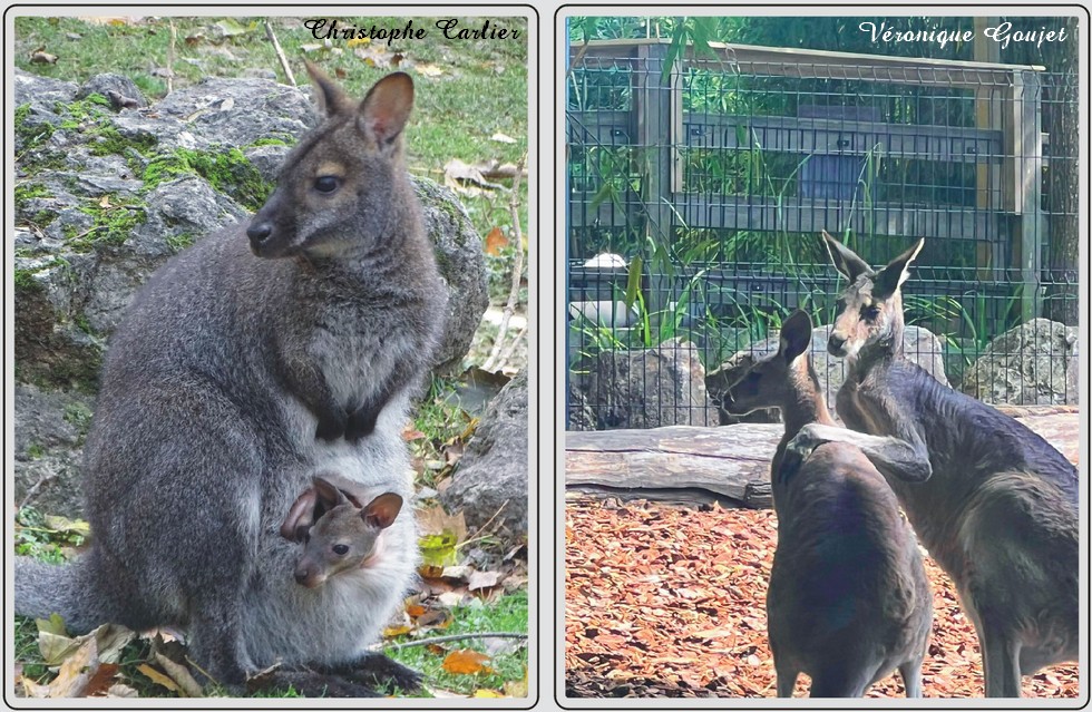 Kangourou, zoo de Maubeuge