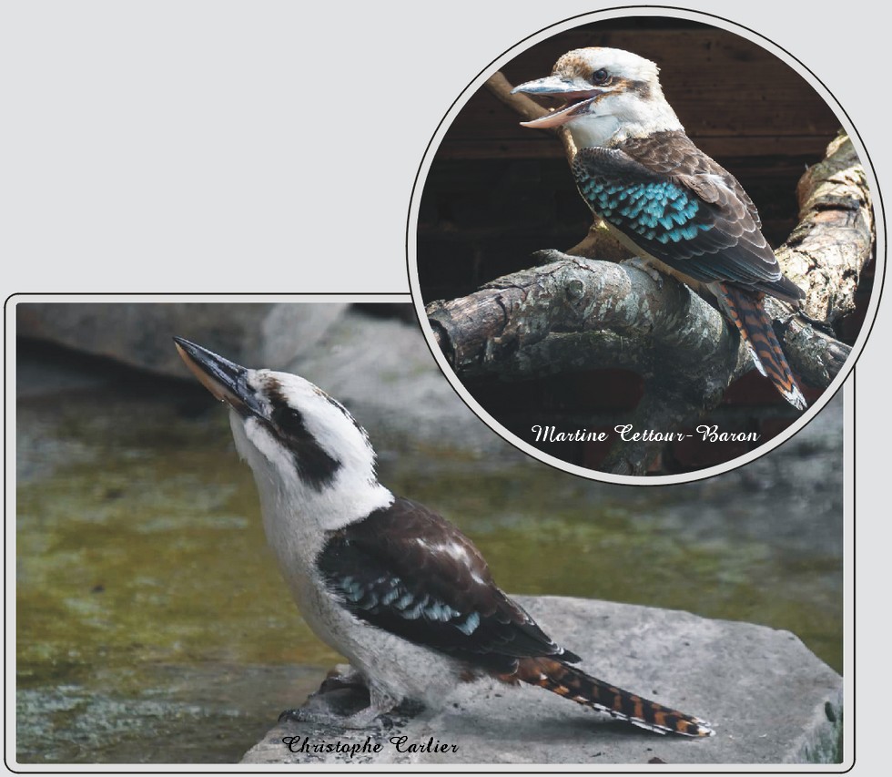 Koobaburra, grand oiseau australien connu pour son cri caractéristique, zoo de Maubeuge