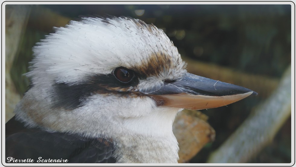 Koobaburra, zoo de Maubeuge.