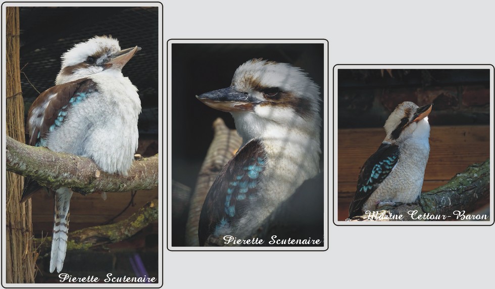 Koobaburra, zoo de Maubeuge.