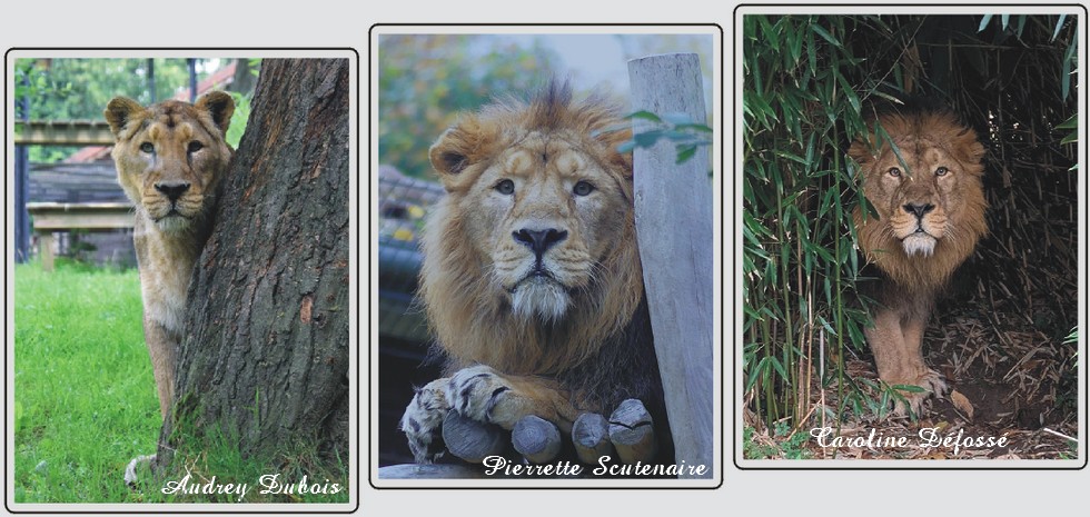 Lion d'Asie zoo de Maubeuge.