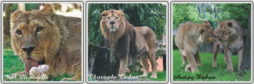 Lion d'Asie zoo de Maubeuge.