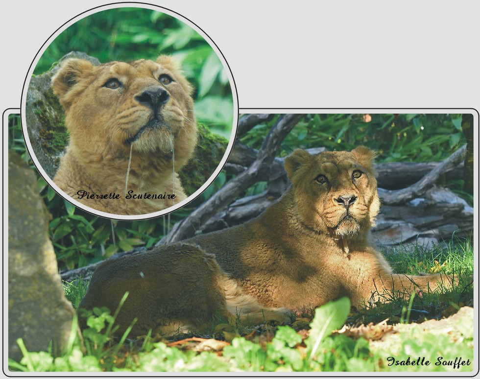 Lion d'Asie, grand félin à crinière moins fournie, zoo de Maubeuge