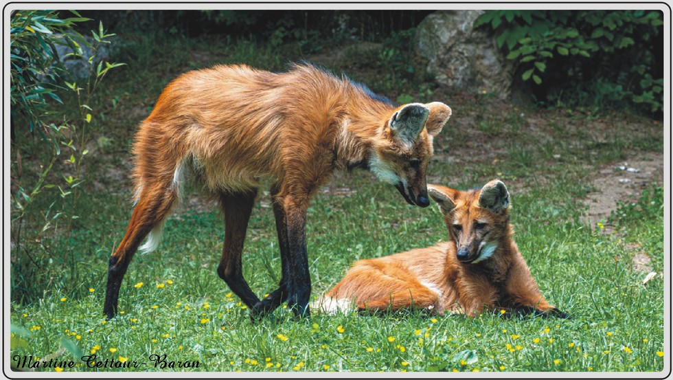 Loup à crinière, grand canidé d'Afrique, zoo de Maubeuge
