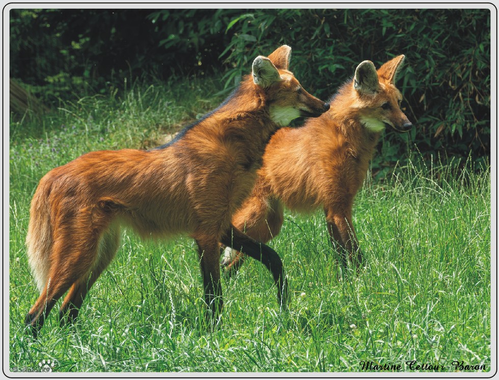 Zoo de Maubeuge, loup à crinière.