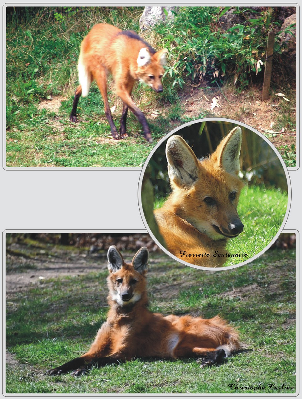 Zoo de Maubeuge, loup à crinière.