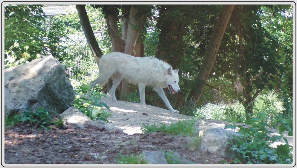 Loups artique du zoo de Maubeuge.