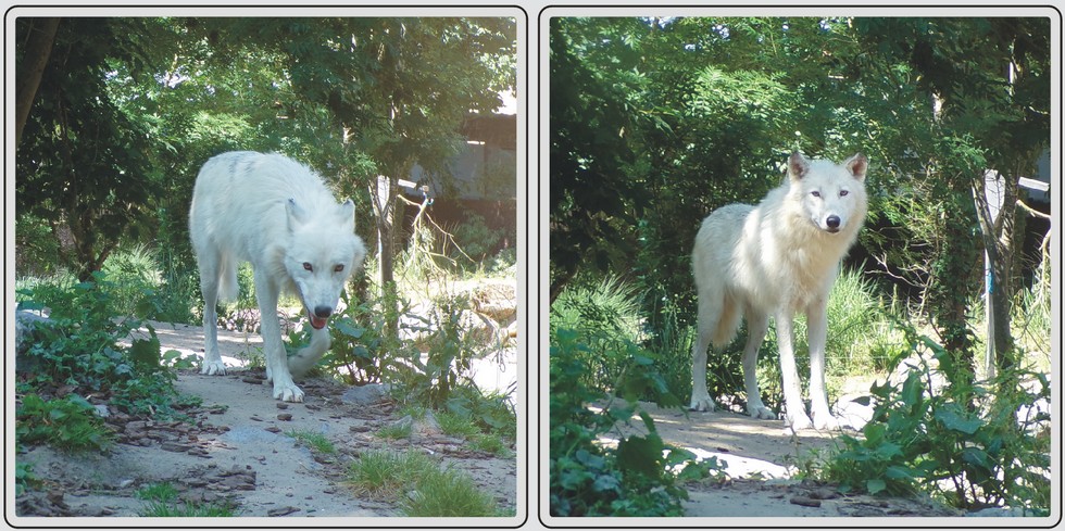 Loups artique du zoo de Maubeuge.