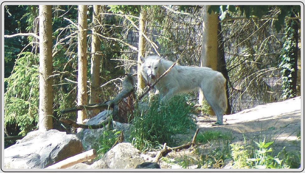 Loups artique du zoo de Maubeuge.