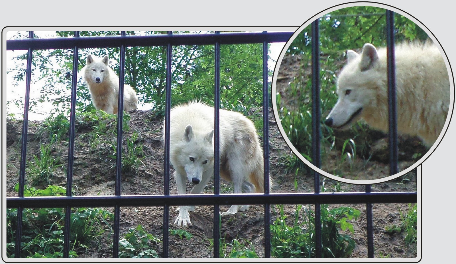 Loup arctique, canidé au pelage blanc, zoo de Maubeuge
