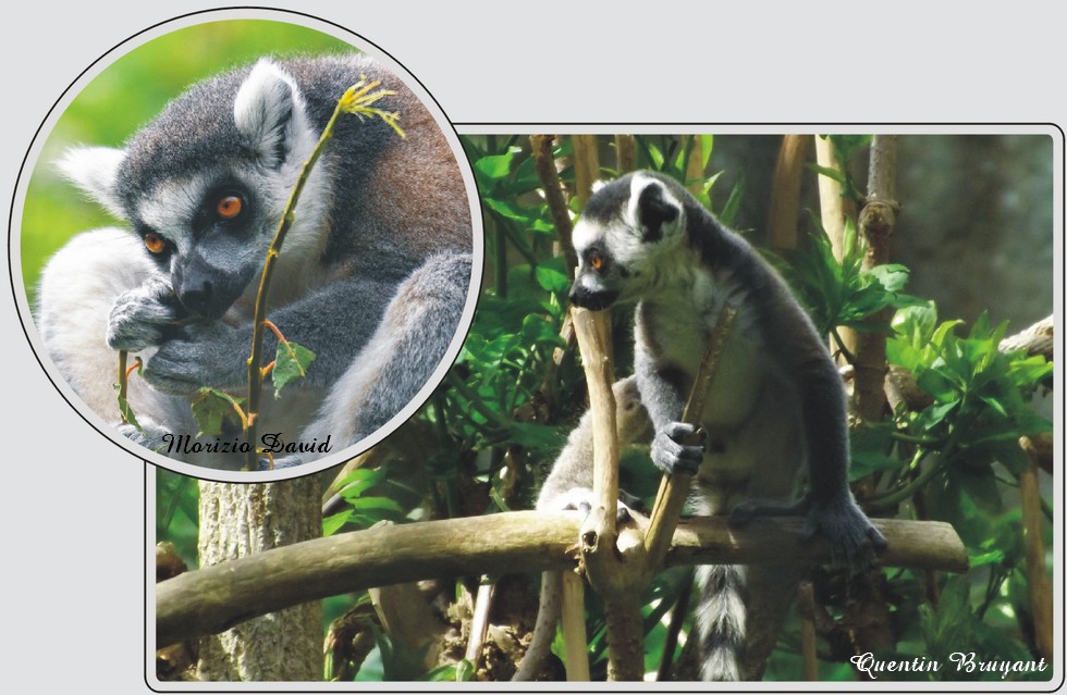 Maki catta, lémurien au pelage gris et blanc rayé, zoo de Maubeuge