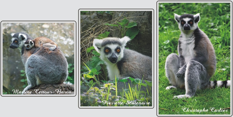 Zoo de Maubeuge, Maki catta.
