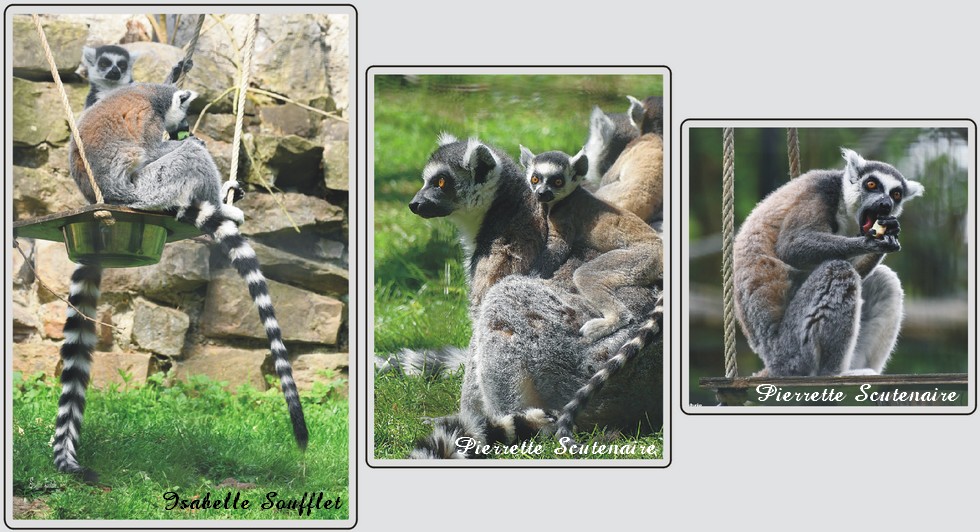 Zoo de Maubeuge, Maki catta.