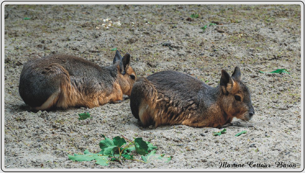 Zoo de Maubeuge, Mara.