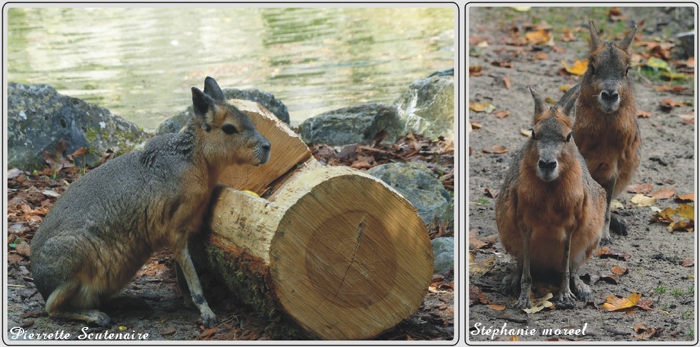 Zoo de Maubeuge, Mara