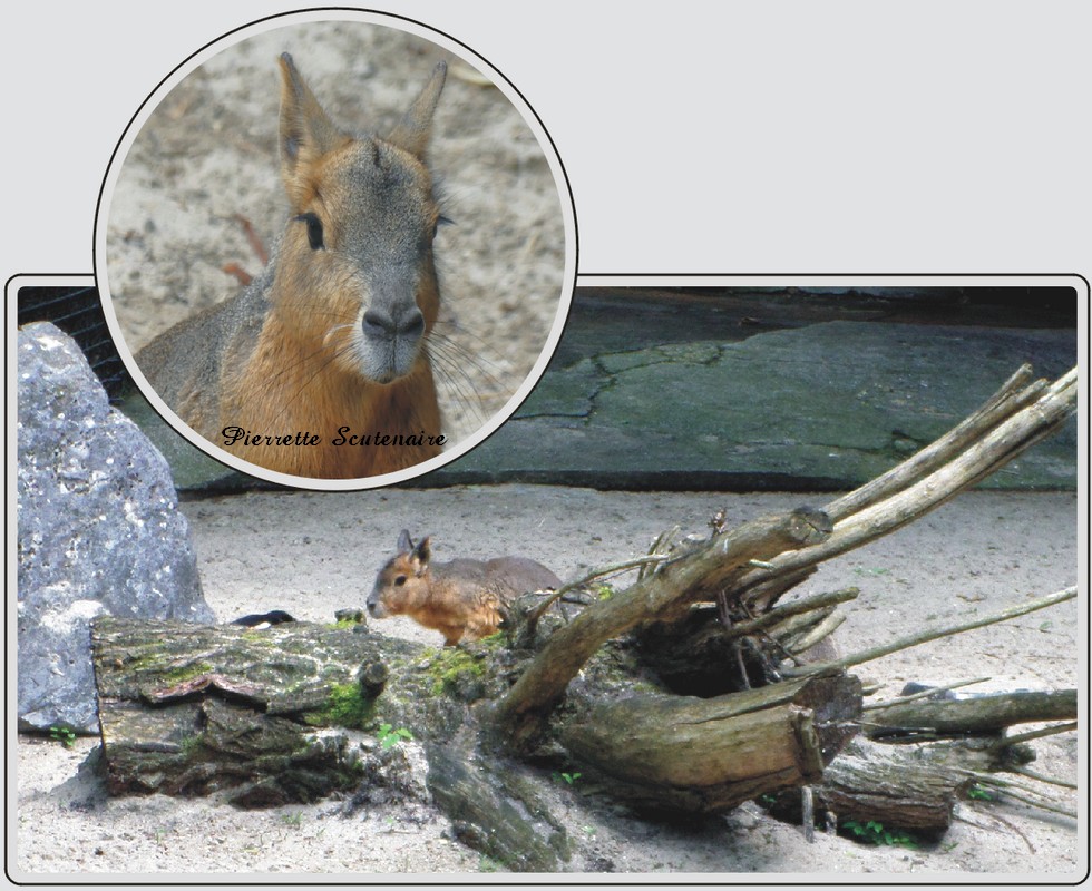 Mara, petit mammifère herbivore d'Amérique du Sud, zoo de Maubeuge