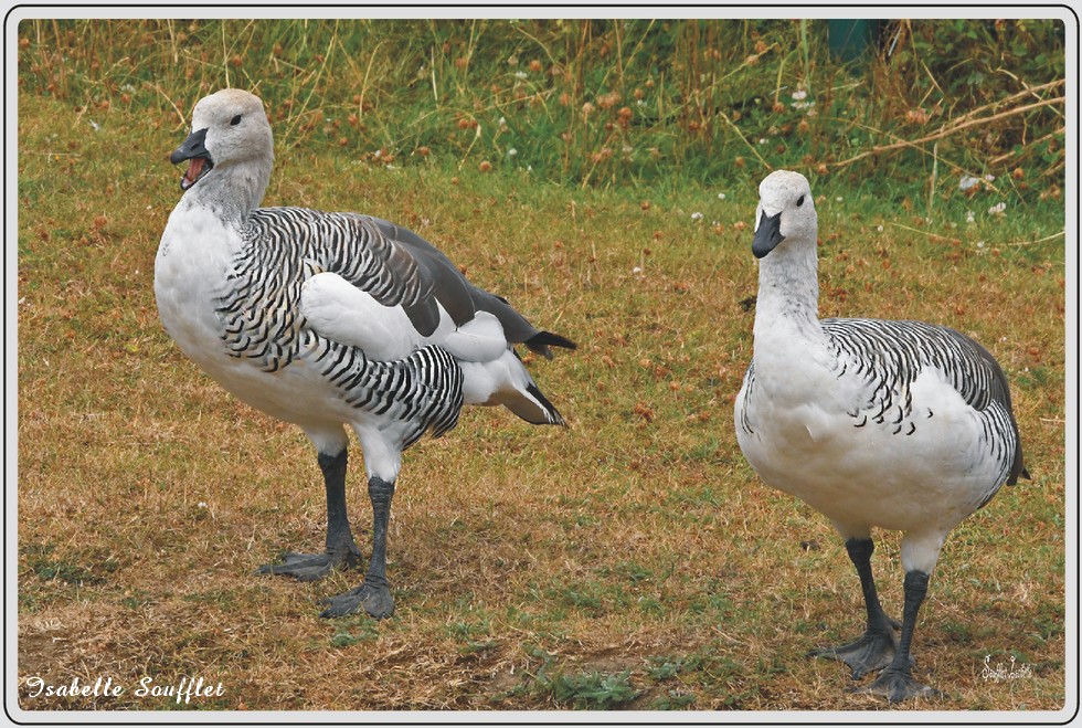 Oie de Magellan, zoo de Maubeuge.