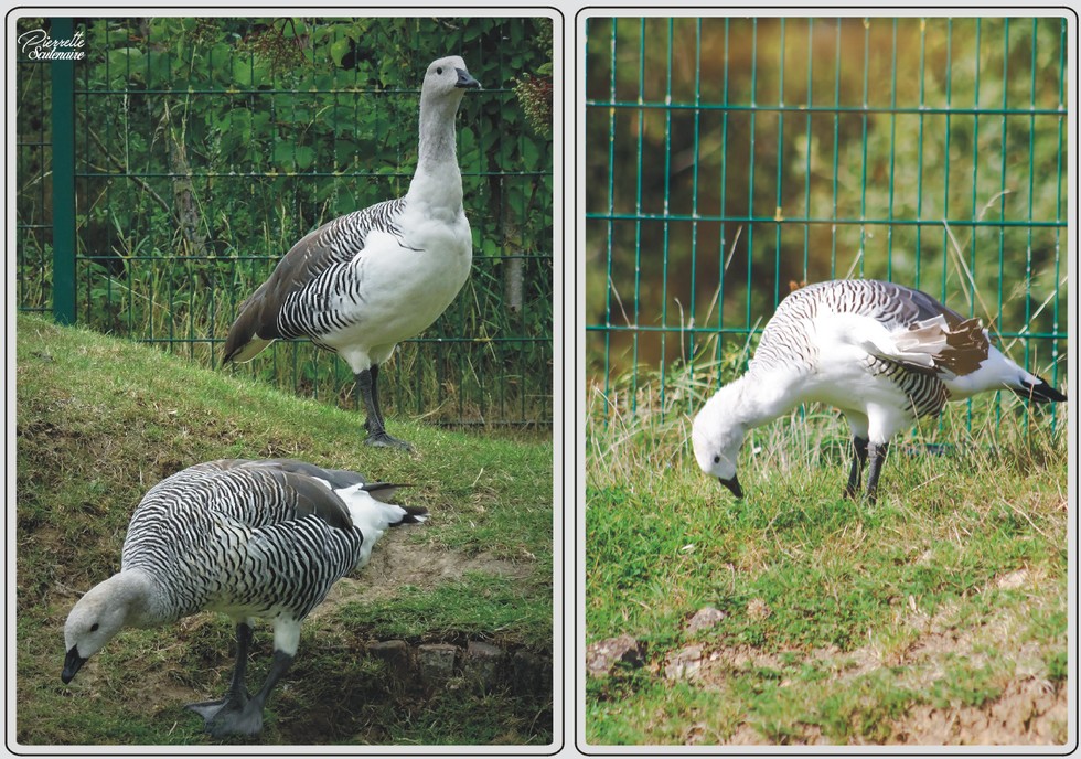 Oie de Magellan, zoo de Maubeuge.