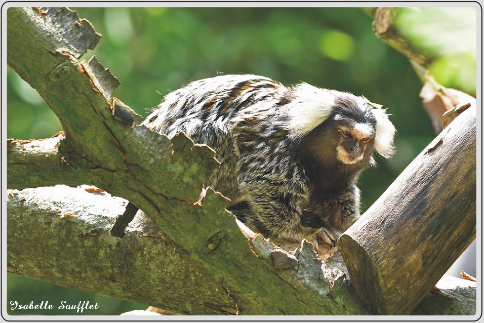 Ouistiti à toupets blancs, zoo de Maubeuge.