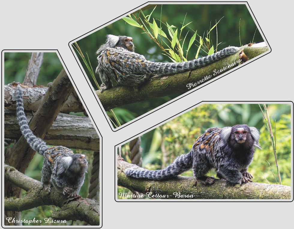 Ouistiti à toupets blancs, zoo de Maubeuge.
