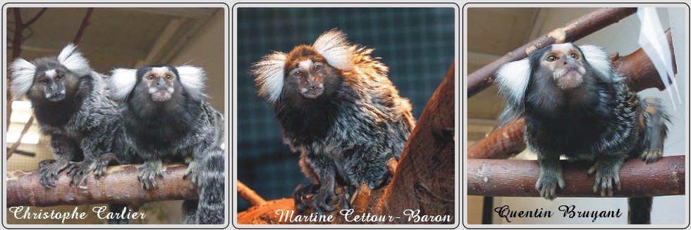 Ouistiti à toupets blancs, zoo de Maubeuge.