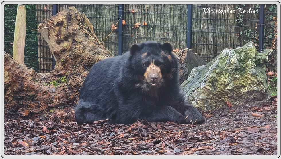 Zoo de Maubeuge, ours à lunettes