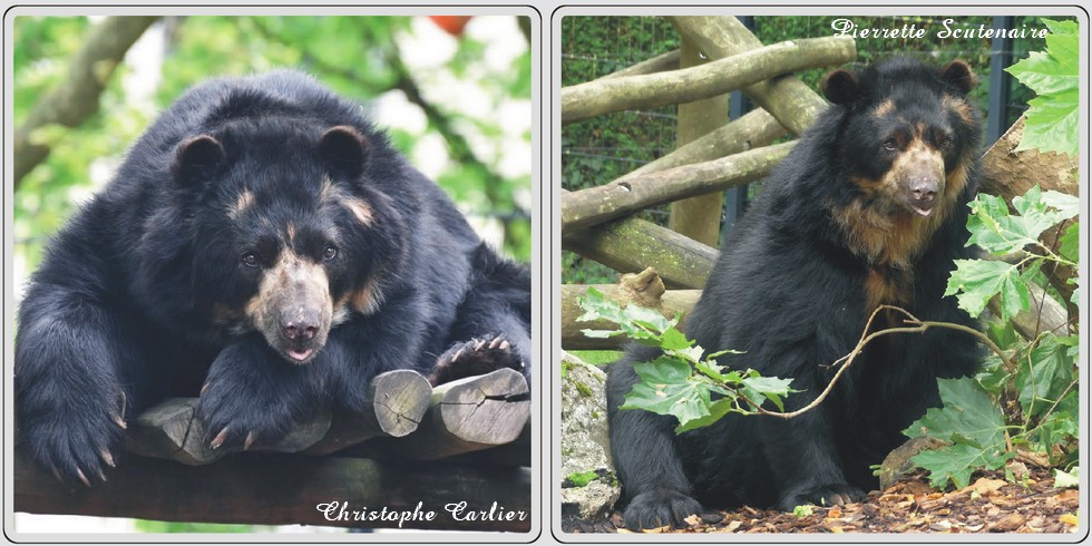 Zoo de Maubeuge, ours à lunettes