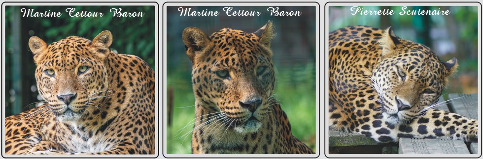 Panthères du Sri-Lanka, zoo de Maubeuge
