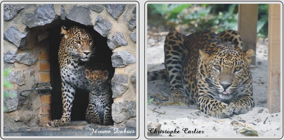 Panthères du Sri-Lanka, zoo de Maubeuge