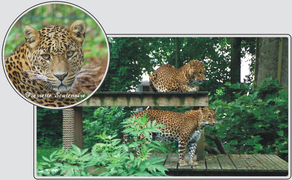 Panthères du Sri-Lanka, grands félins au pelage sombre, zoo de Maubeuge