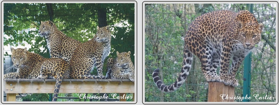 Panthères du Sri-Lanka, zoo de Maubeuge