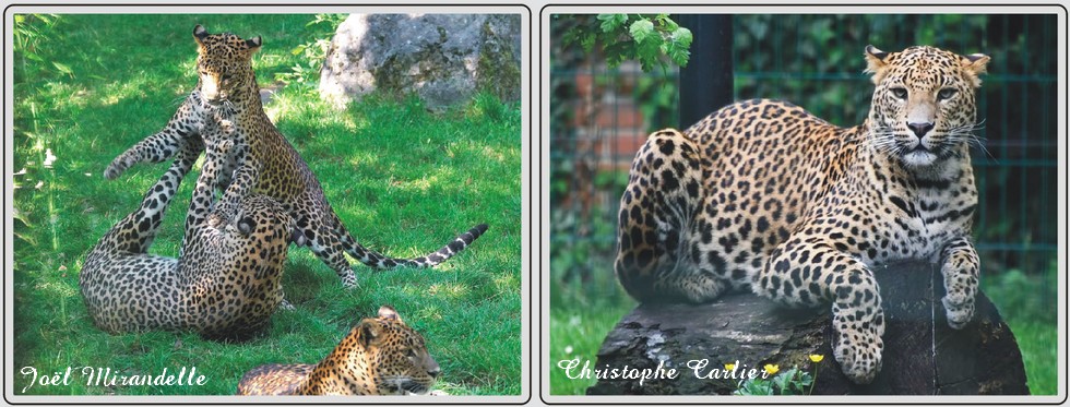Panthères du Sri-Lanka, zoo de Maubeuge