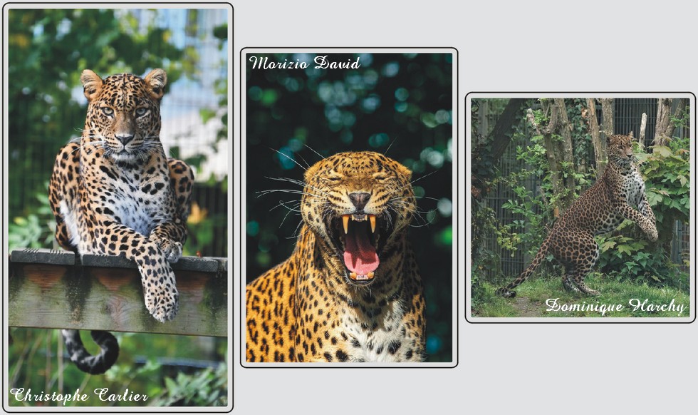 Panthères du Sri-Lanka, zoo de Maubeuge