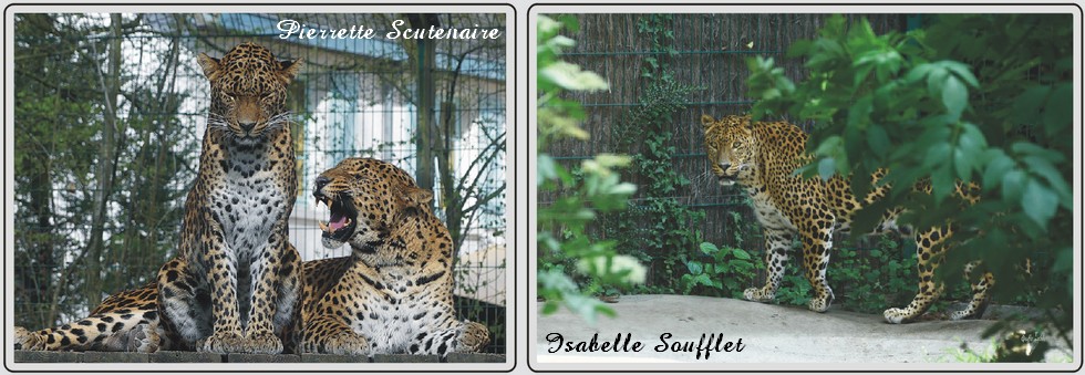 Panthères du Sri-Lanka, zoo de Maubeuge