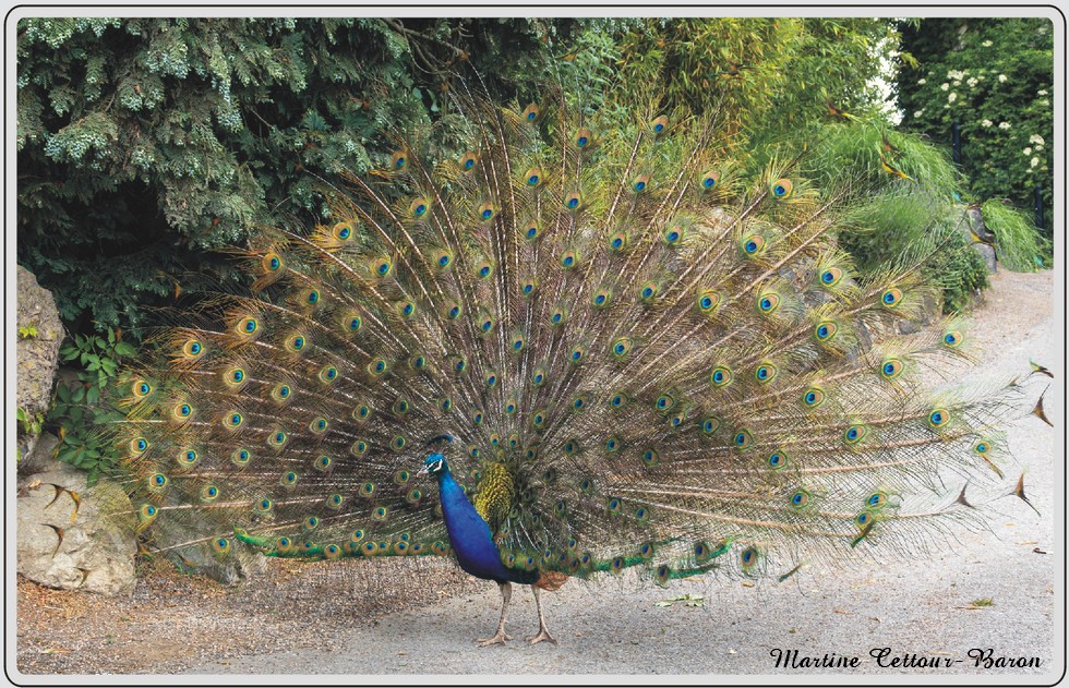Paon bleu, oiseau connu pour sa roue colorée, zoo de Maubeuge