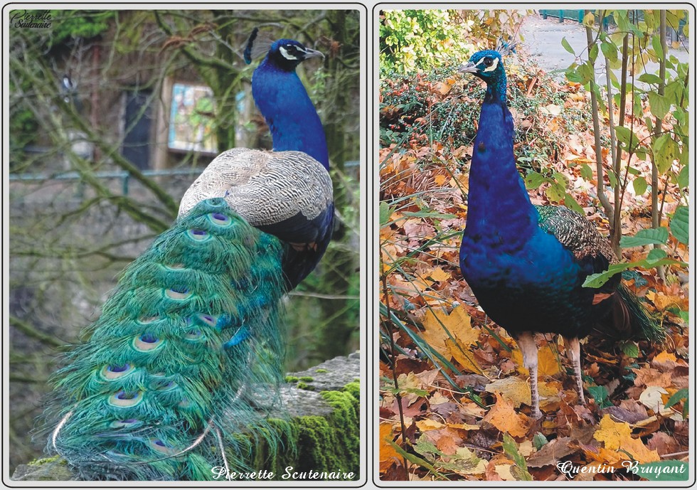 Paon du zoo de Maubeuge.
