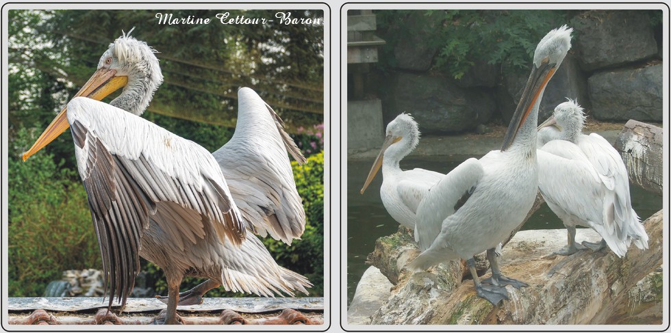 Zoo de Maubeuge, Pélican frisé.