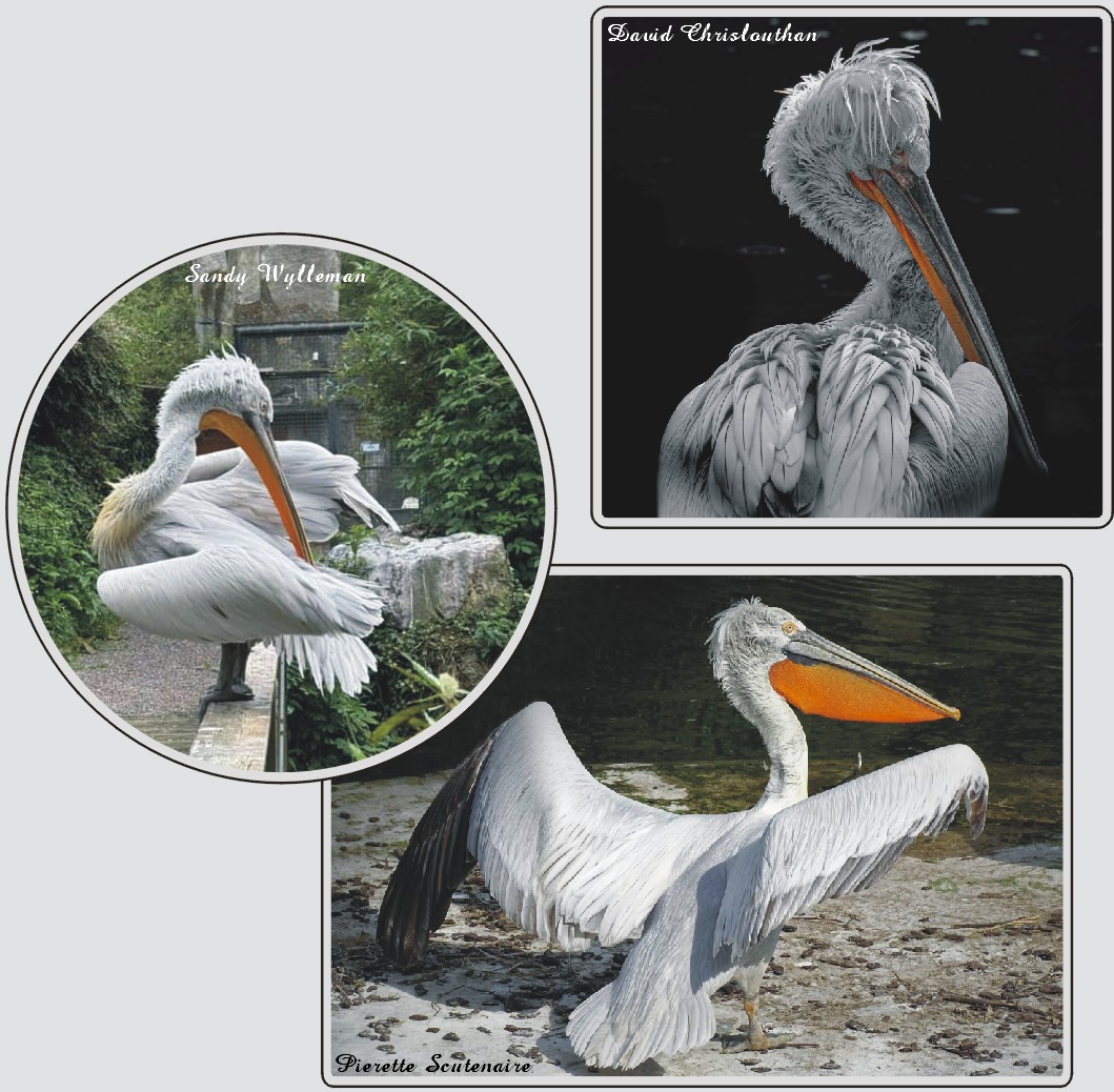 Zoo de Maubeuge, Pélican frisé.