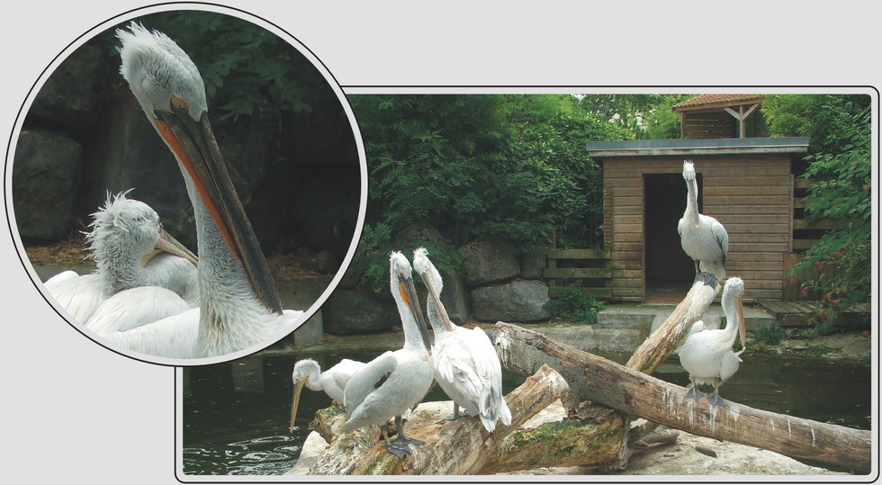 Pélican frisé, grand oiseau aquatique avec bec caractéristique, zoo de Maubeuge