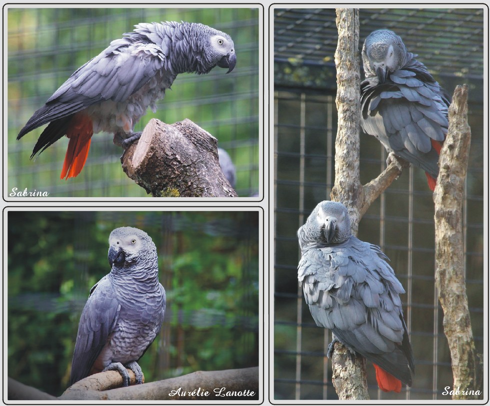 Perroquet Jaco, zoo de Maubeuge.