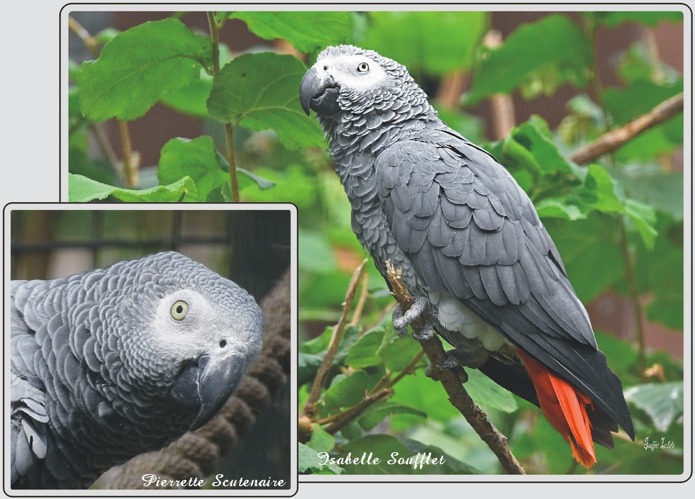 Perroquet Jaco, perroquet gris d'Afrique, zoo de Maubeuge