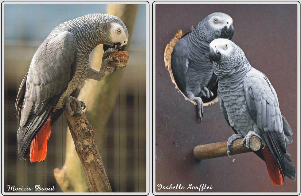 Perroquet Jaco, zoo de Maubeuge.