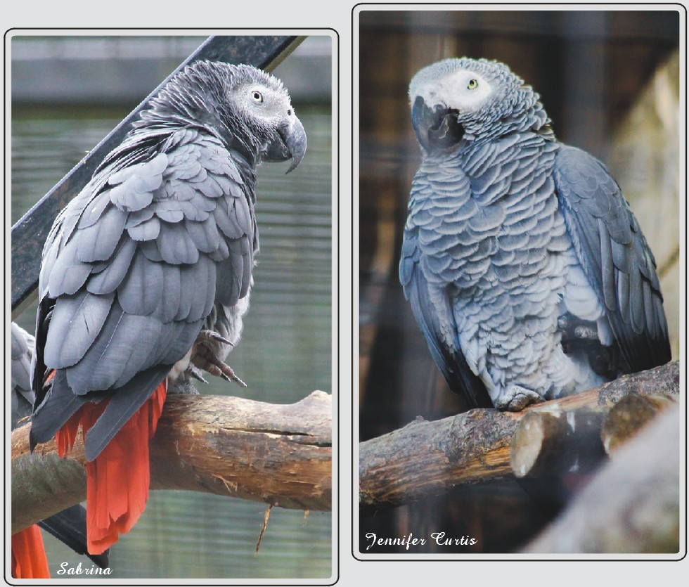 Perroquet Jaco, zoo de Maubeuge.