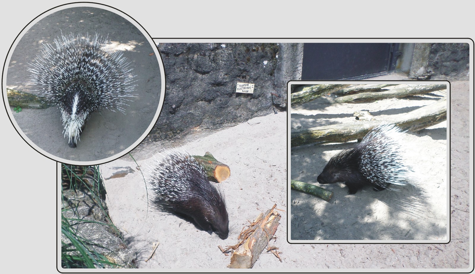 Porc-épic indien, rongeur couvert de piquants, zoo de Maubeuge