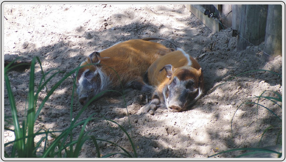Potamochère roux, mammifère sauvage apparenté au cochon, zoo de Maubeuge